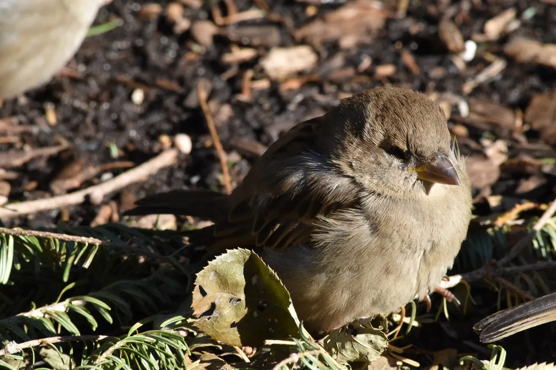 Sparrow
